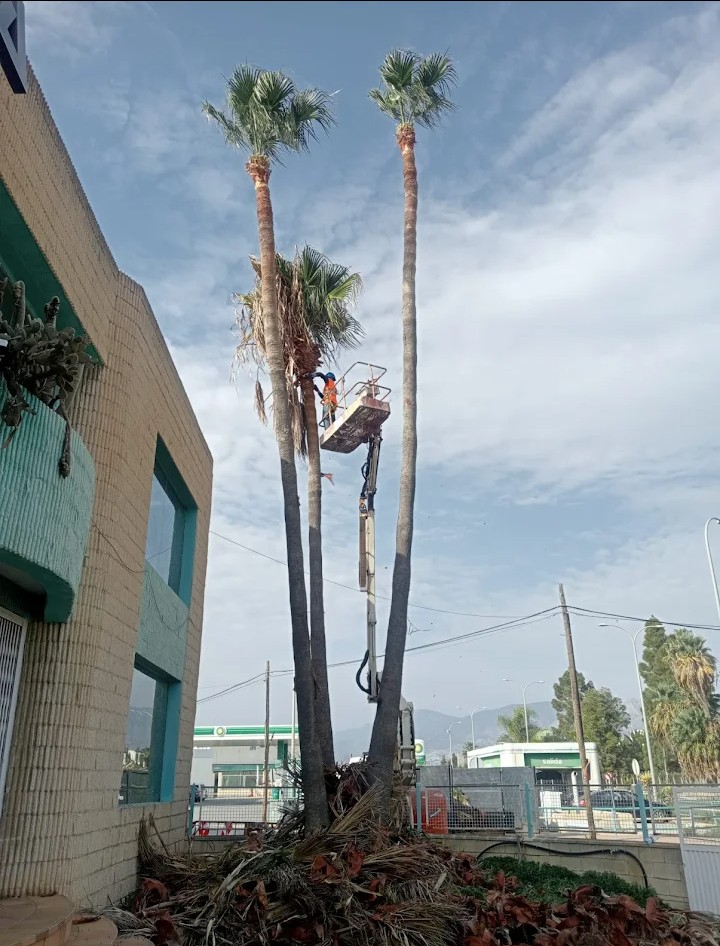 Poda de palmeras en altura